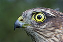 BUITEN BEELD Foto: 281073