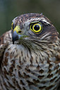 BUITEN BEELD Foto: 281077