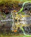 BUITEN BEELD Foto: 281105