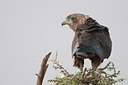 BUITEN BEELD Foto: 281120