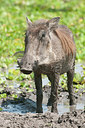 BUITEN BEELD Foto: 281148