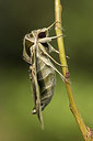 BUITEN BEELD Foto: 281201
