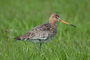 BUITEN BEELD Foto: 281210
