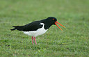 BUITEN BEELD Foto: 281211