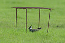 BUITEN BEELD Foto: 281213