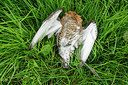 BUITEN BEELD Foto: 281215