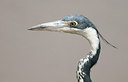 BUITEN BEELD Foto: 281244