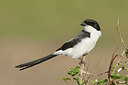 BUITEN BEELD Foto: 281269