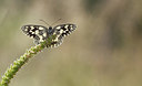 BUITEN BEELD Foto: 281389