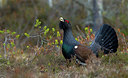 BUITEN BEELD Foto: 281394
