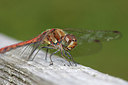 BUITEN BEELD Foto: 281462