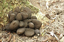 BUITEN BEELD Foto: 281466