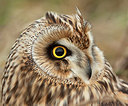 BUITEN BEELD Foto: 281480