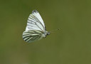 BUITEN BEELD Foto: 281497