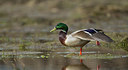 BUITEN BEELD Foto: 281627