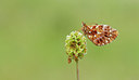 BUITEN BEELD Foto: 281642