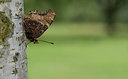 BUITEN BEELD Foto: 281685