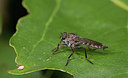BUITEN BEELD Foto: 281697