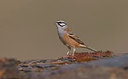 BUITEN BEELD Foto: 281702