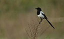 BUITEN BEELD Foto: 281715