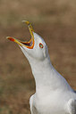 BUITEN BEELD Foto: 281720