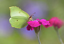 BUITEN BEELD Foto: 281741