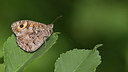 BUITEN BEELD Foto: 281749