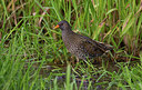 BUITEN BEELD Foto: 281777