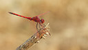 BUITEN BEELD Foto: 281781
