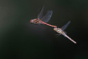 BUITEN BEELD Foto: 281787