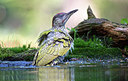 BUITEN BEELD Foto: 281789