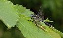 BUITEN BEELD Foto: 281808