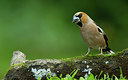 BUITEN BEELD Foto: 281834