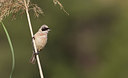 BUITEN BEELD Foto: 282049