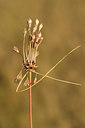 BUITEN BEELD Foto: 282083