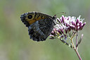 BUITEN BEELD Foto: 282106