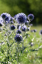BUITEN BEELD Foto: 282107