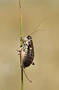 BUITEN BEELD Foto: 282116
