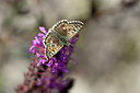 BUITEN BEELD Foto: 282156