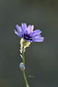 BUITEN BEELD Foto: 282169