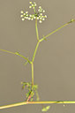 BUITEN BEELD Foto: 282189