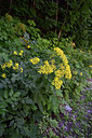 BUITEN BEELD Foto: 282339