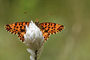 BUITEN BEELD Foto: 282340