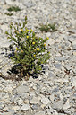 BUITEN BEELD Foto: 282347