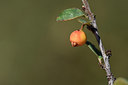 BUITEN BEELD Foto: 282359
