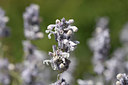 BUITEN BEELD Foto: 282367