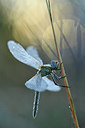 BUITEN BEELD Foto: 282372