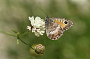 BUITEN BEELD Foto: 282382