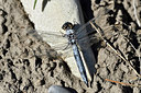 BUITEN BEELD Foto: 282421