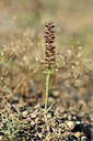 BUITEN BEELD Foto: 282438